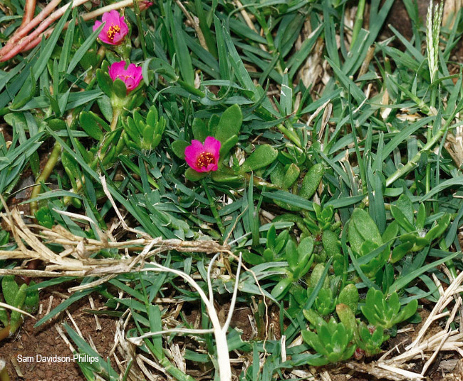 Portulaca quadrifida