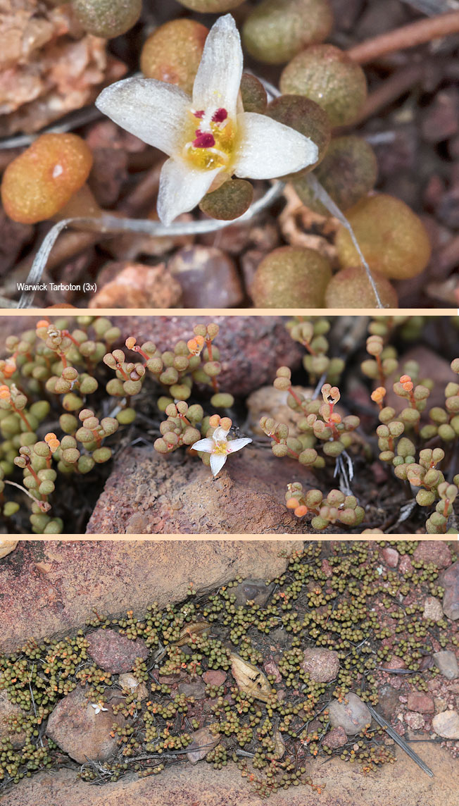 Portulaca waterbergensis