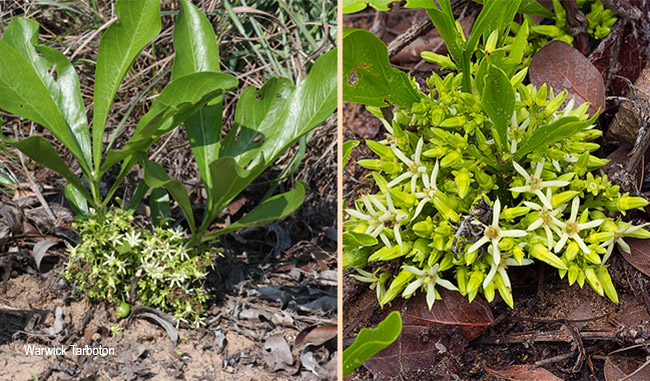 Pachystigma thamnus