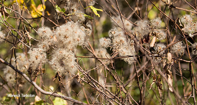 Clematis brachiata