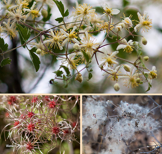 Clematis brachiata