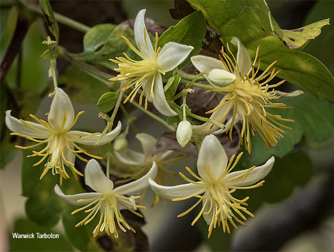 Clematis brachiata