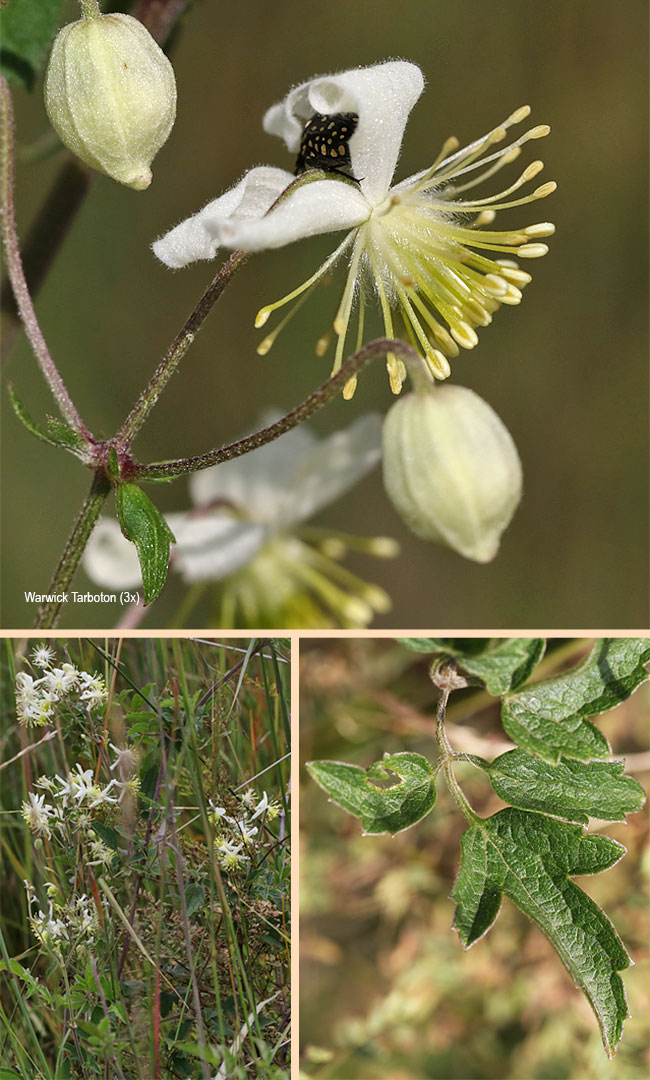 Clematis oweniae