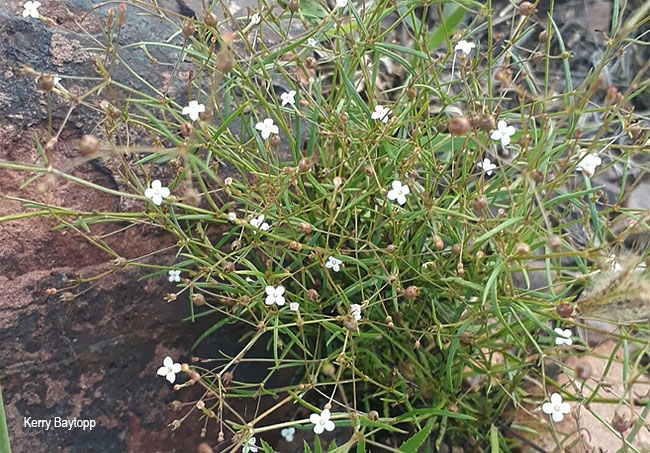 Oldenlandia herbacea