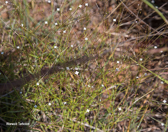 Oldenlandia herbacea