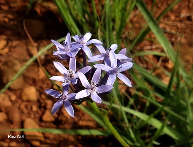 Pentanisia angustifolia