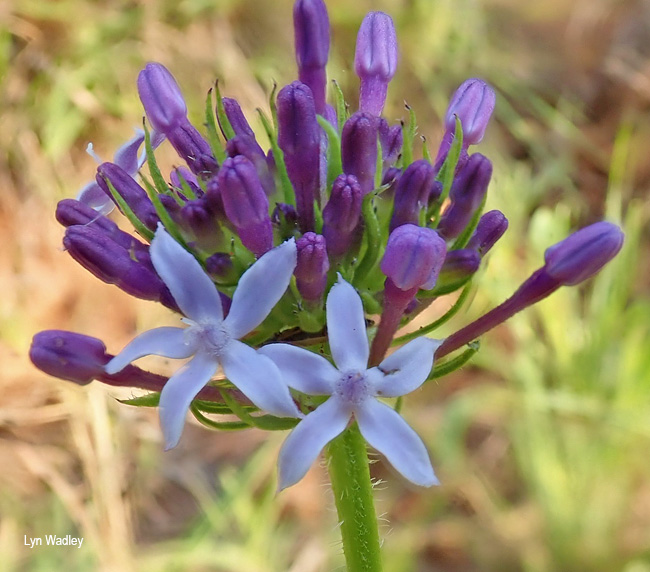 Pentanisia angustifolia
