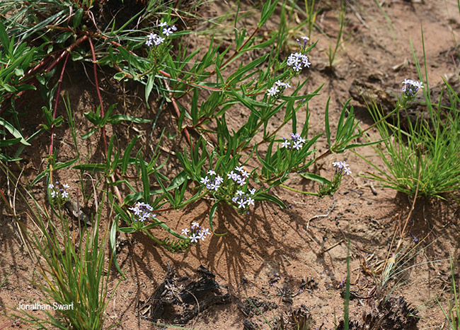 Pentanisia angustifolia