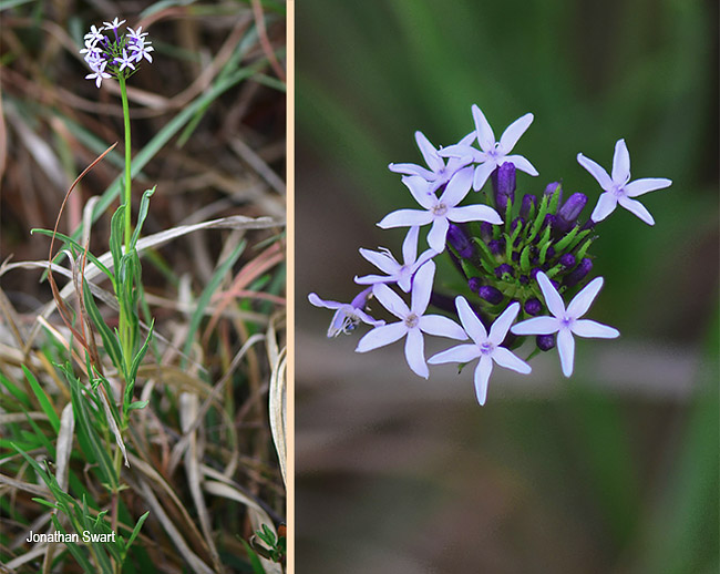 Pentanisia angustifolia