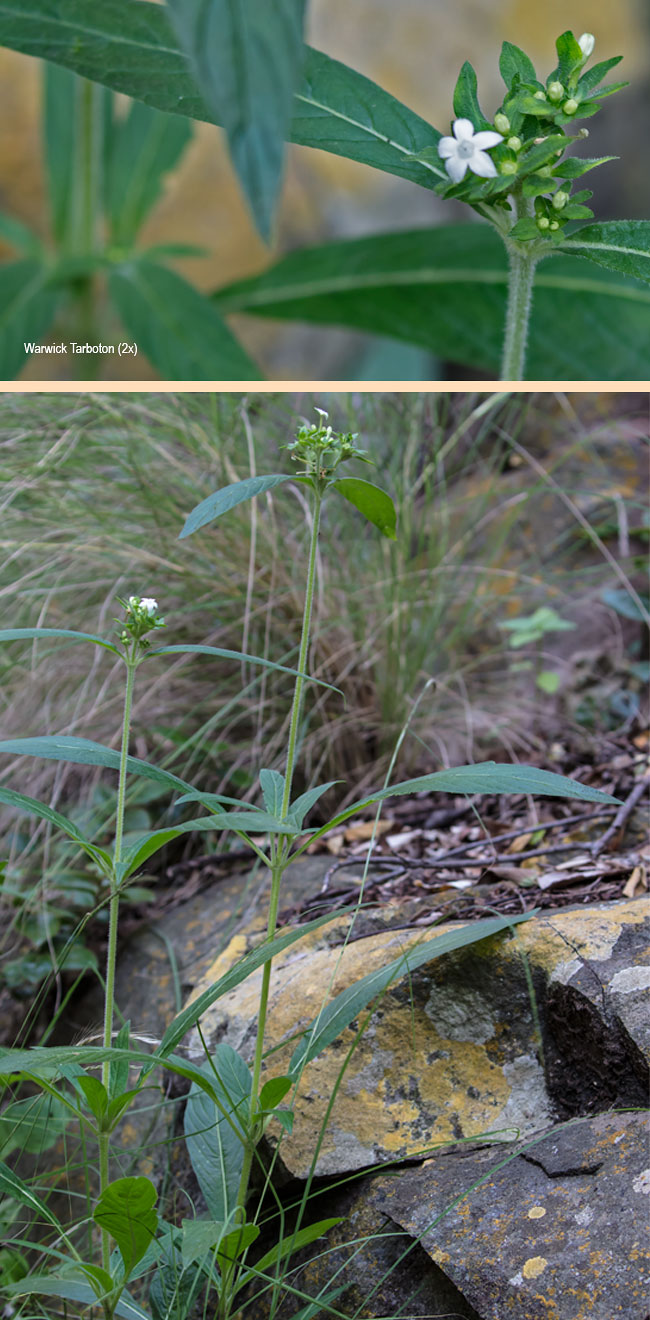 Pentas angustifolia