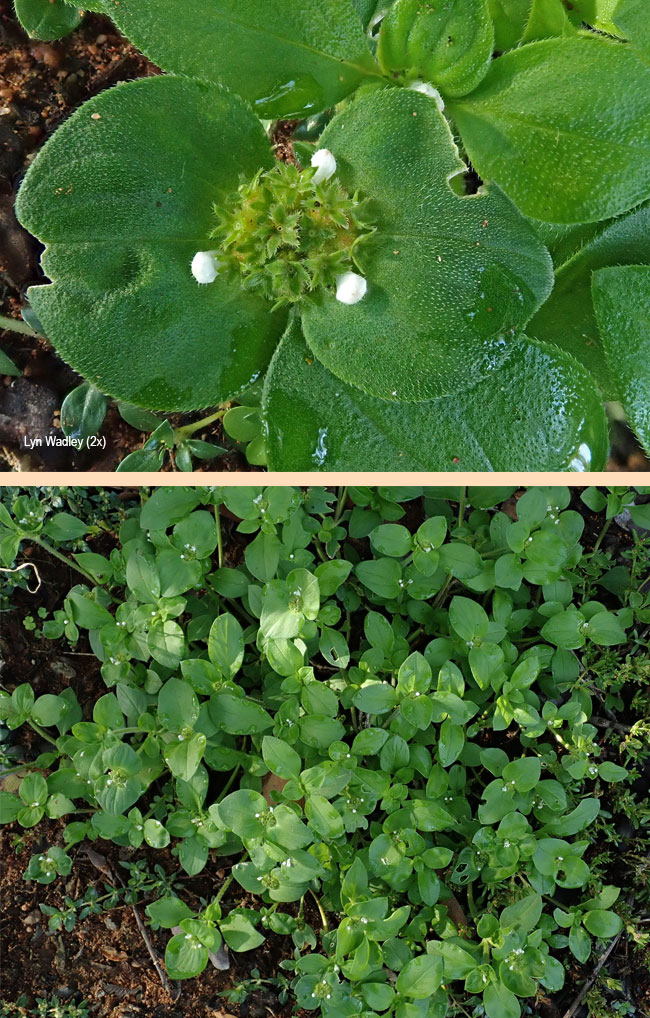 Richardia brasiliensis