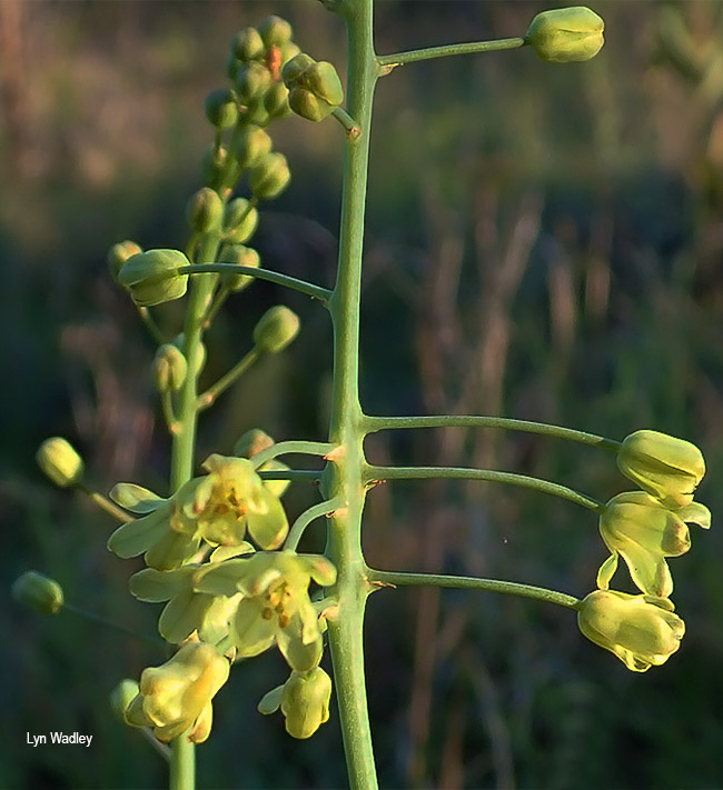 Eriospermum cooperi
