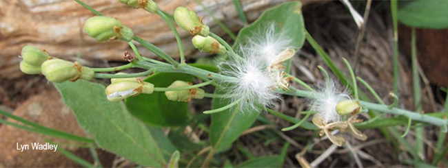 Eriospermum cooperi seeds