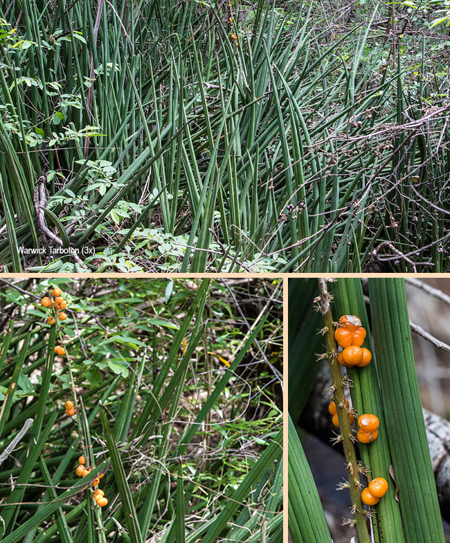 Sanseviera pearsonii