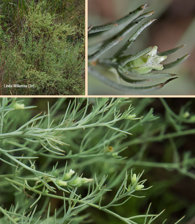 Thesium celatum