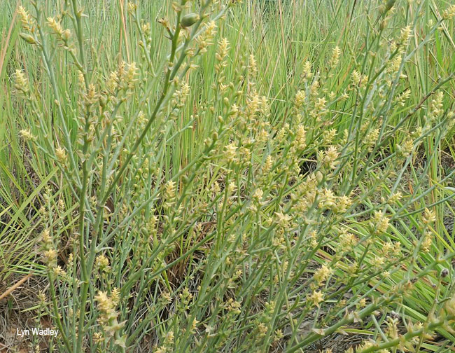 Thesium pallidum