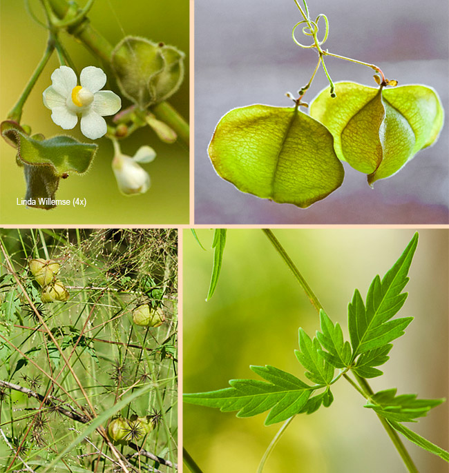 Cardiospermum halicacabum