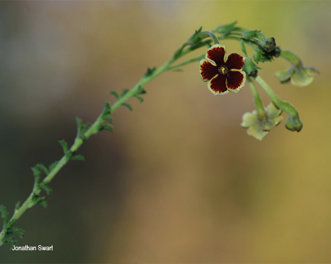 Jamesbrittenia burkeana