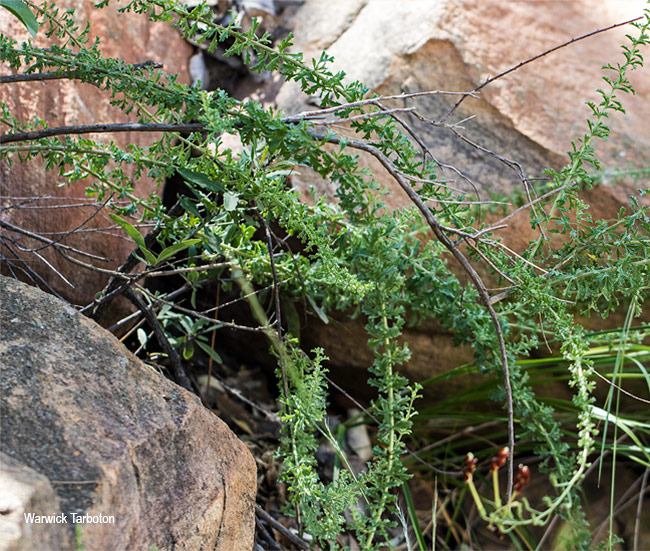 Jamesbrittenia burkeana