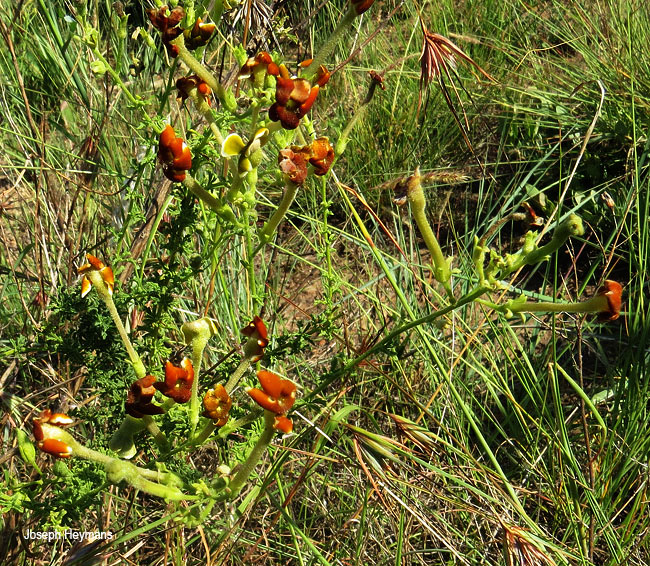 Jamesbrittenia burkeana