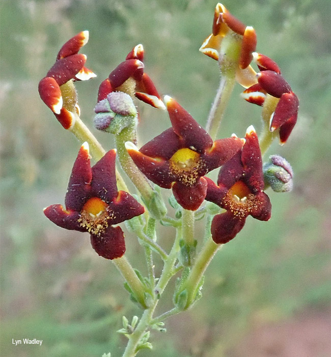 Jamesbrittenia burkeana