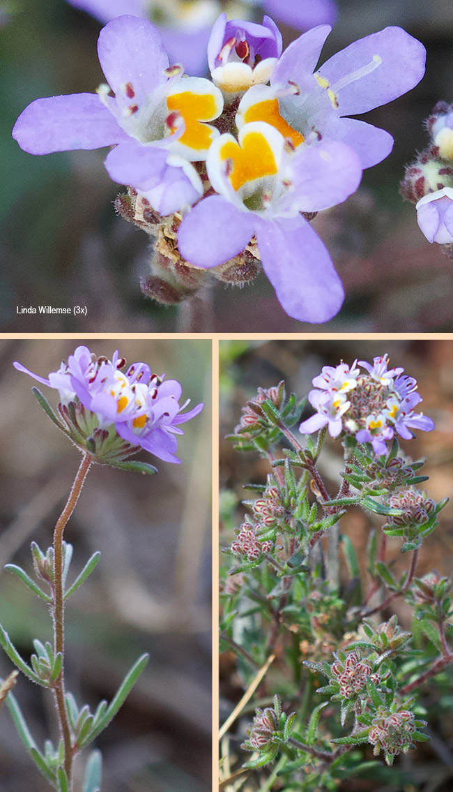 Melanospermum foliosum
