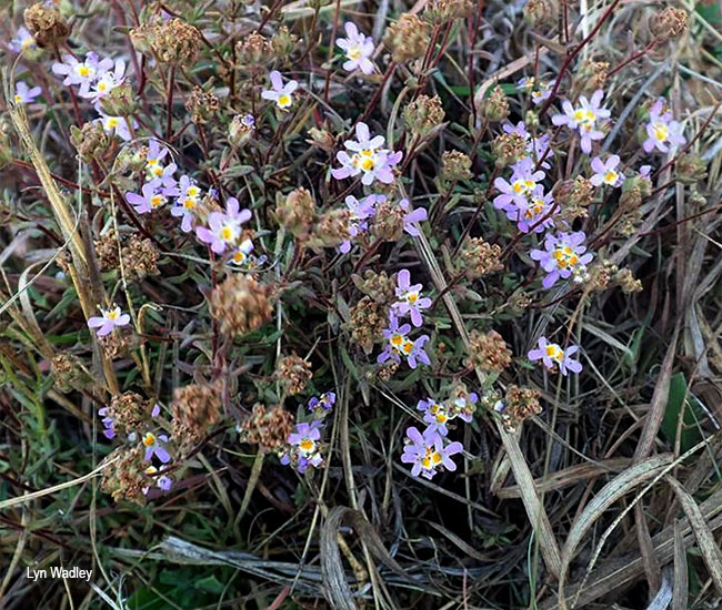 Melanospermum foliosum