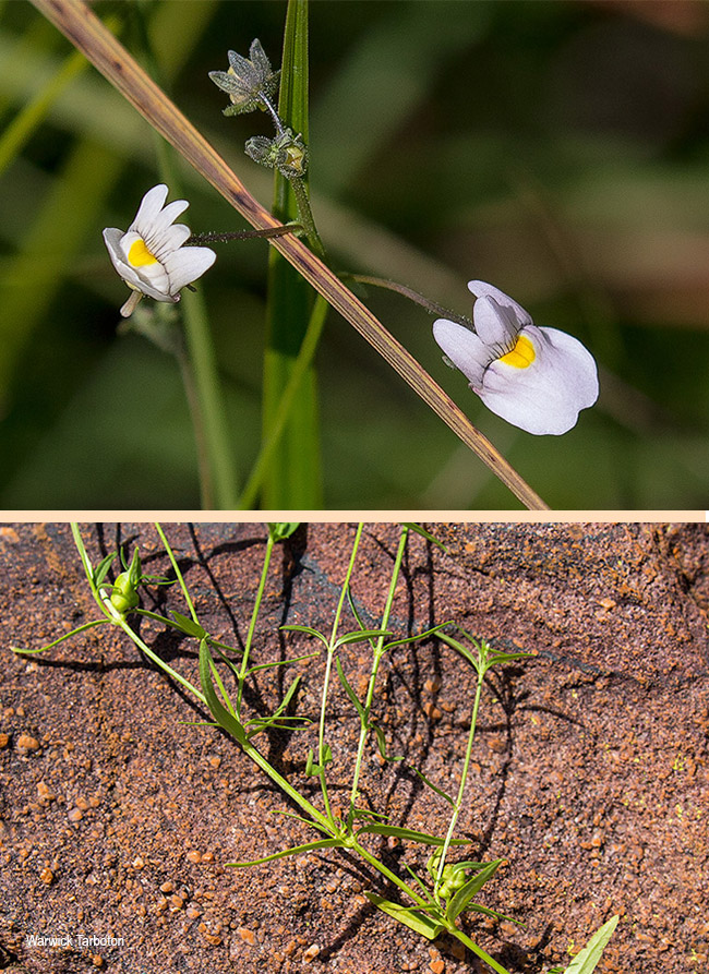 Nemesia species
