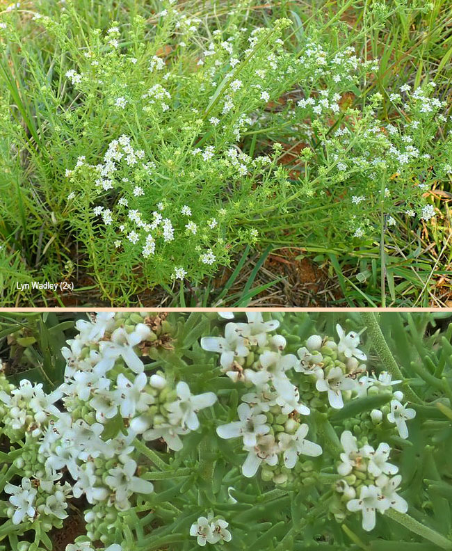 Selago densiflora