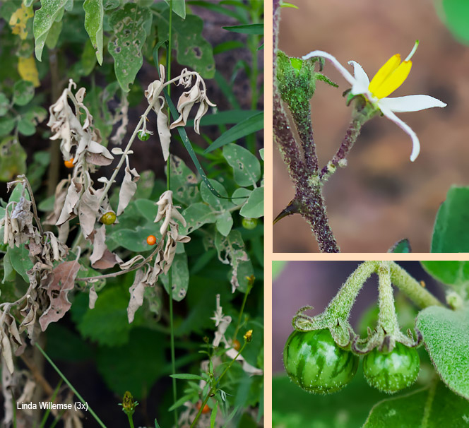 Solanum catombelense