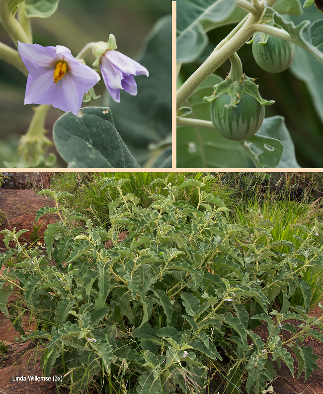 Solanum incanum
