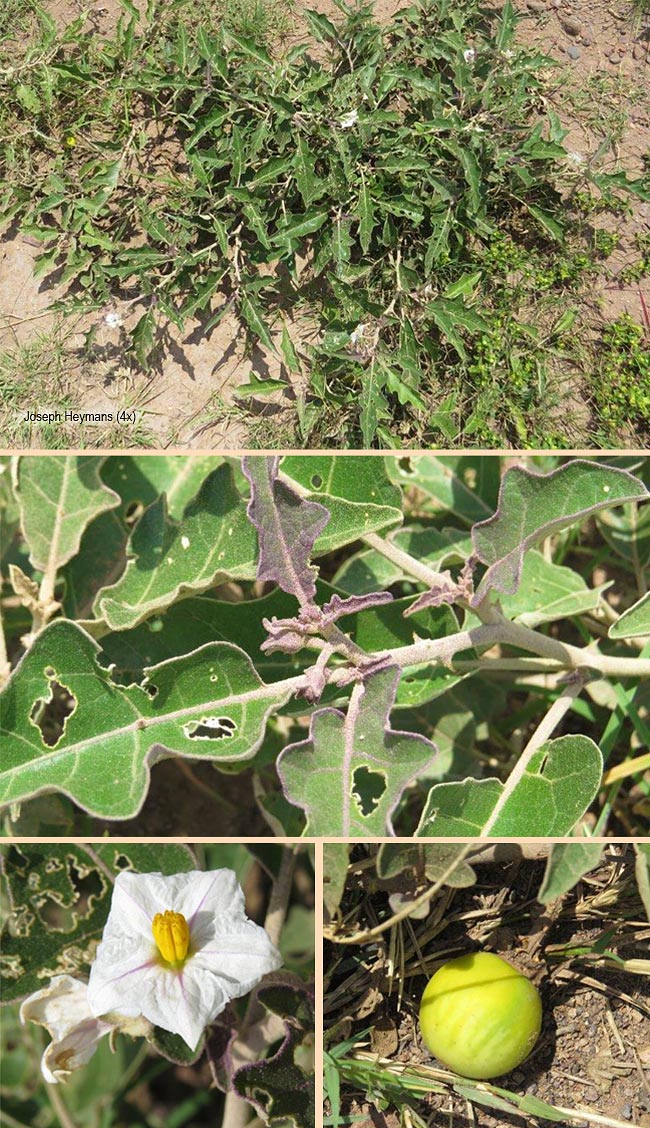 Solanum lichtensteinii