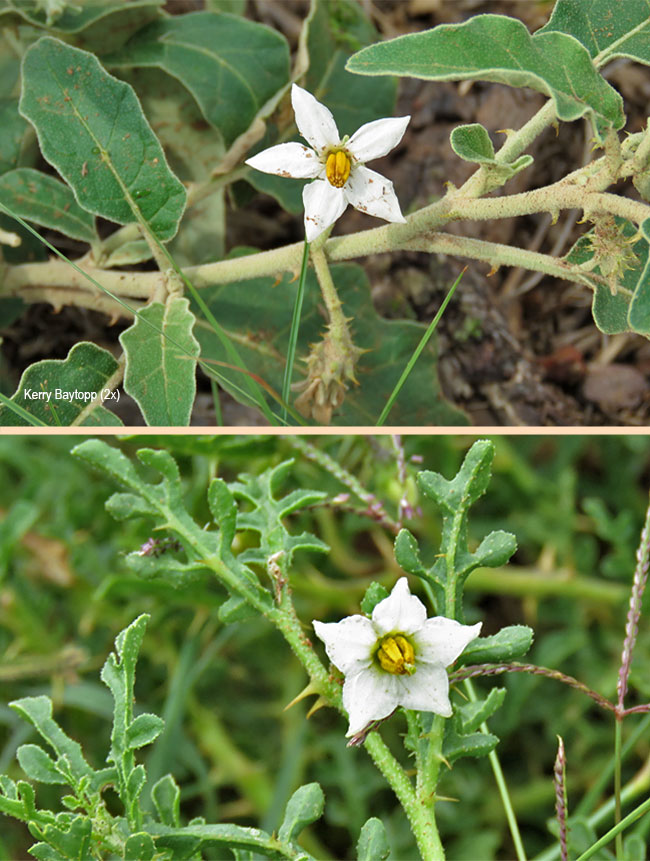 Solanum incanum