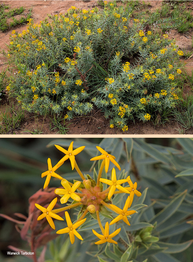 Gnidia capitata