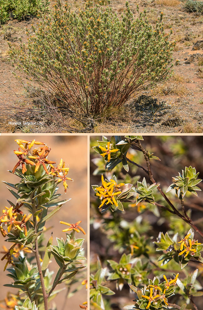 Lasiosiphon burchellii