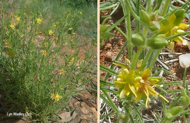 Vahlia capensis