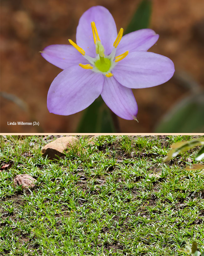 Xerophyta humilis