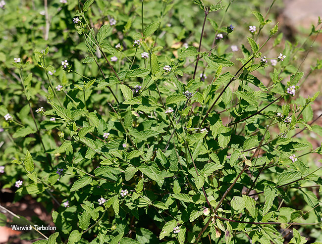 Lantana rugosa