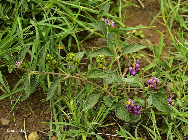 Lantana rugosa