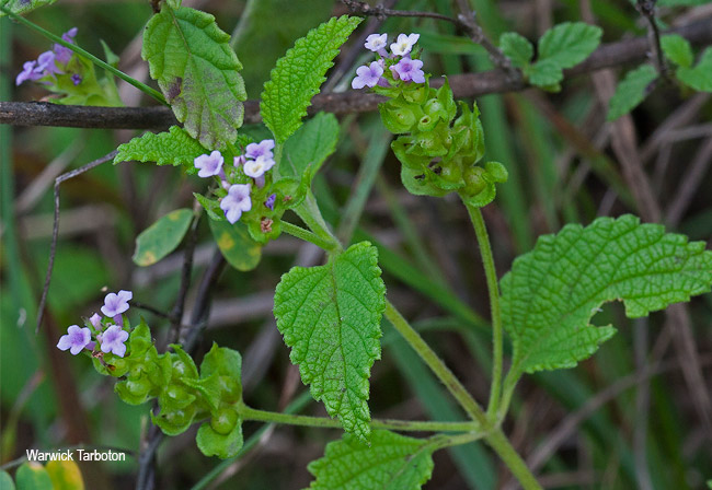 Lantana rugosa
