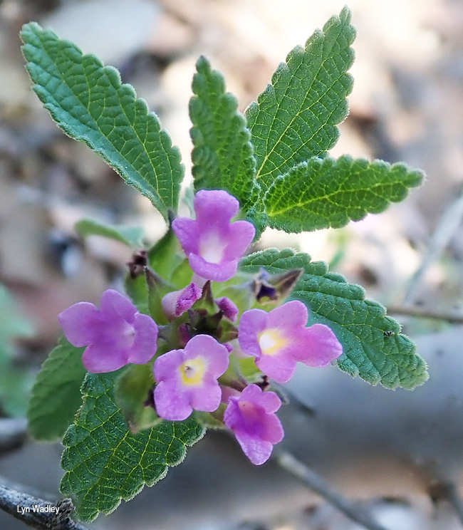 Lantana rugosa