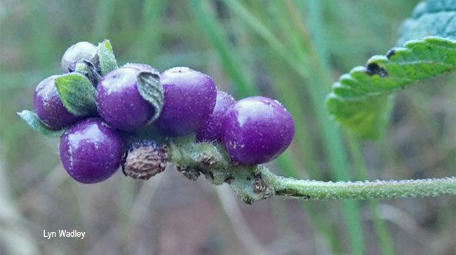 Lantana rugosa