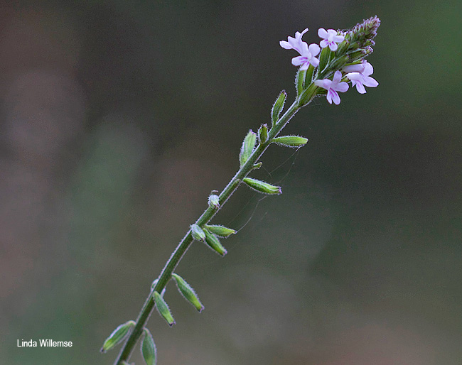 Priva flabelliformis