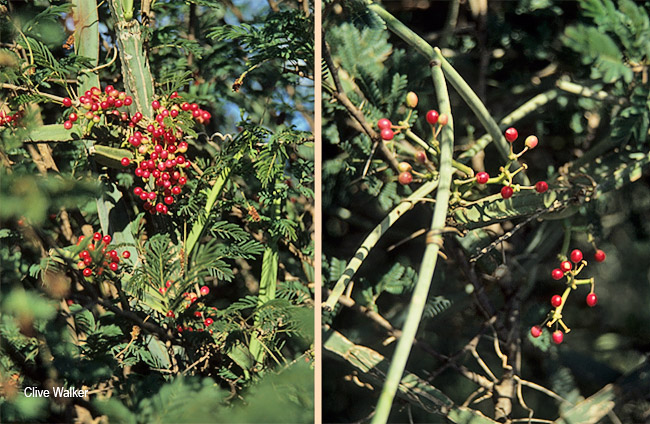 Cissus quadrangularis