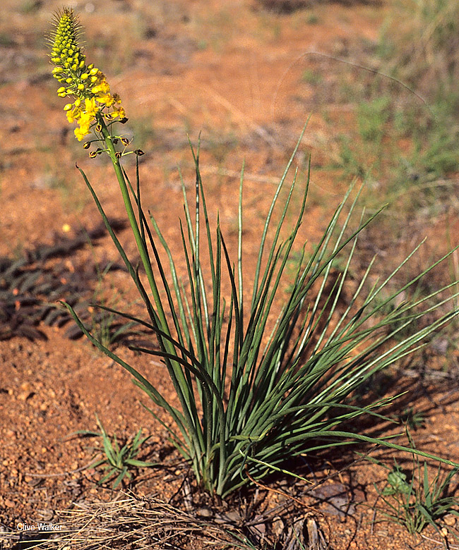 Bulbine angustifolia
