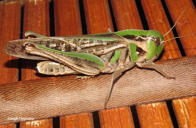 Gastrimargus determinatus