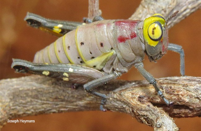 Thericles obtusifrons