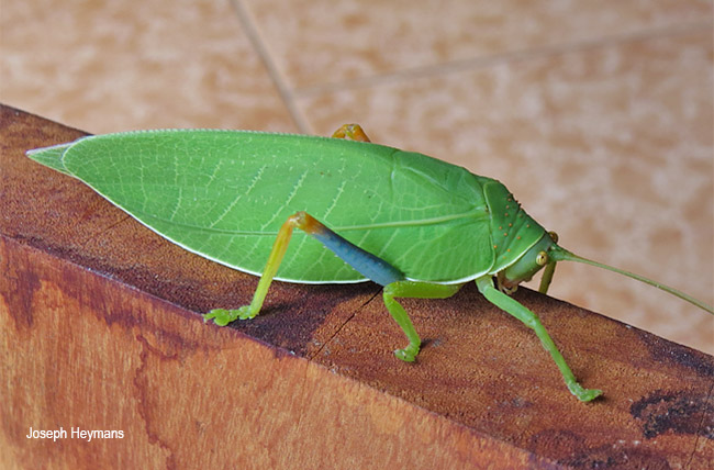 Zabalius ophthalmicus