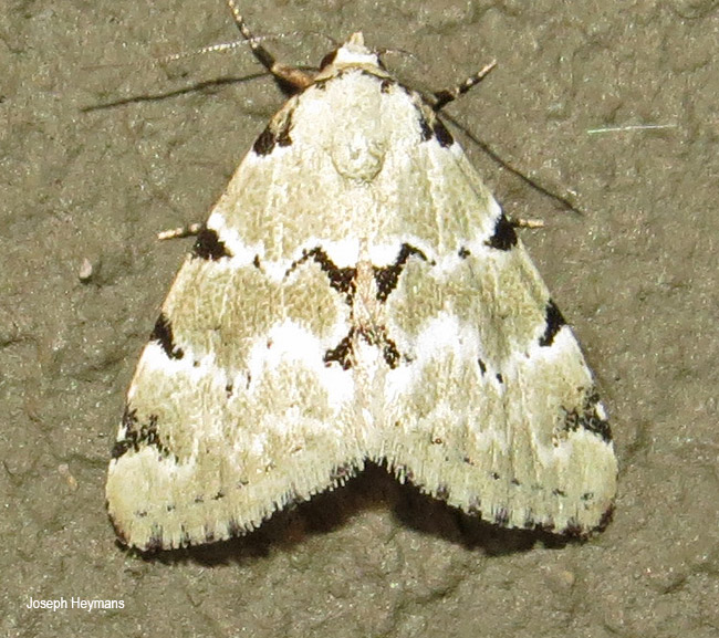 Tegiapa goateri 