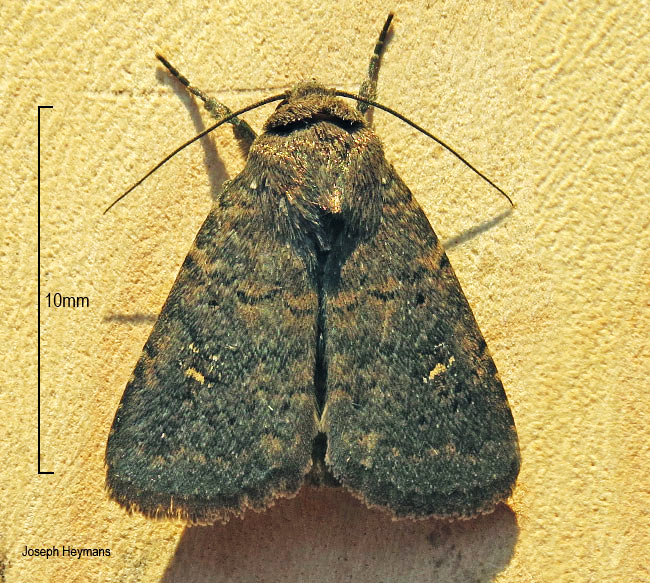 Athetis pallicornis